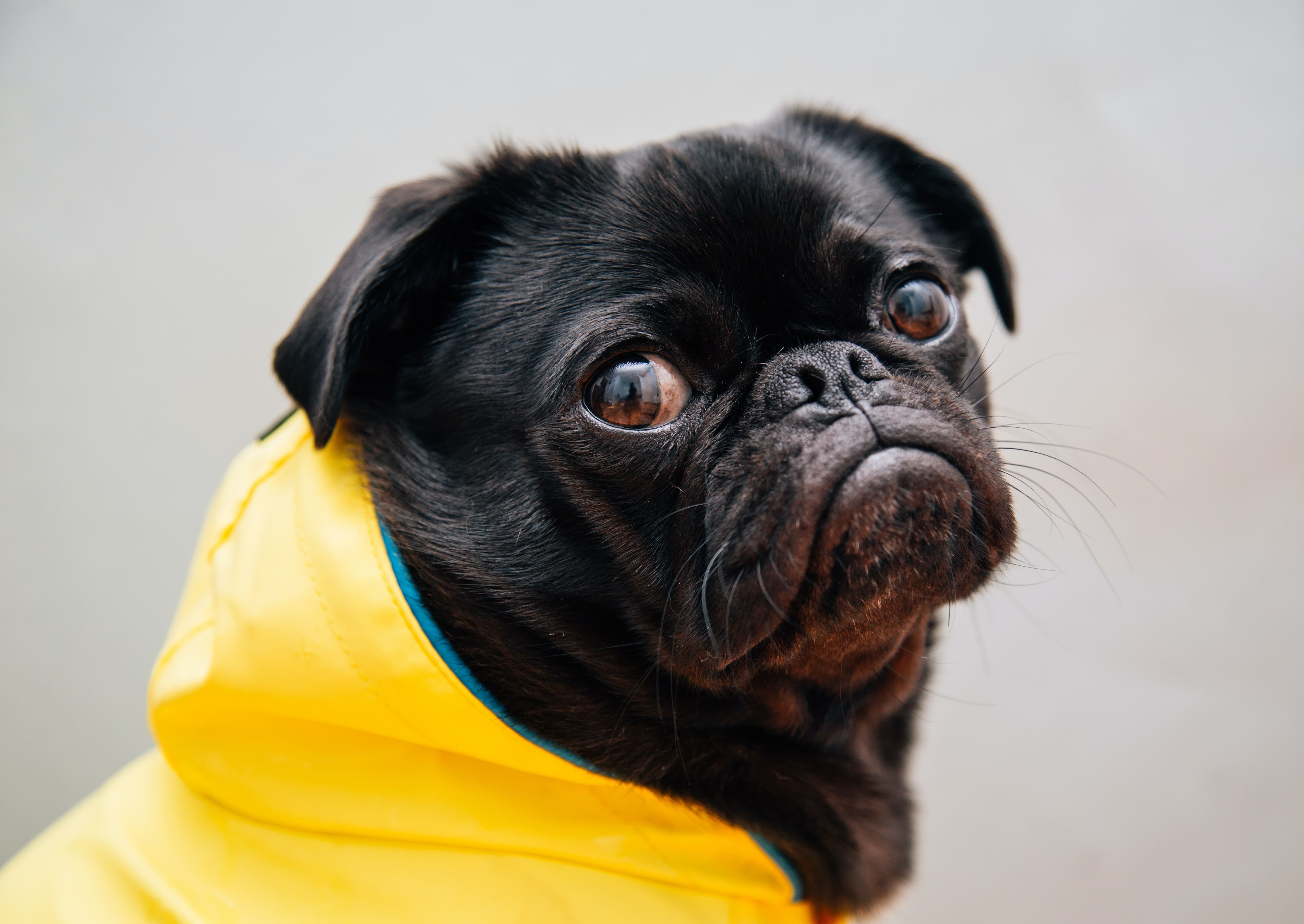 A black pug turning in a yellow raincoat