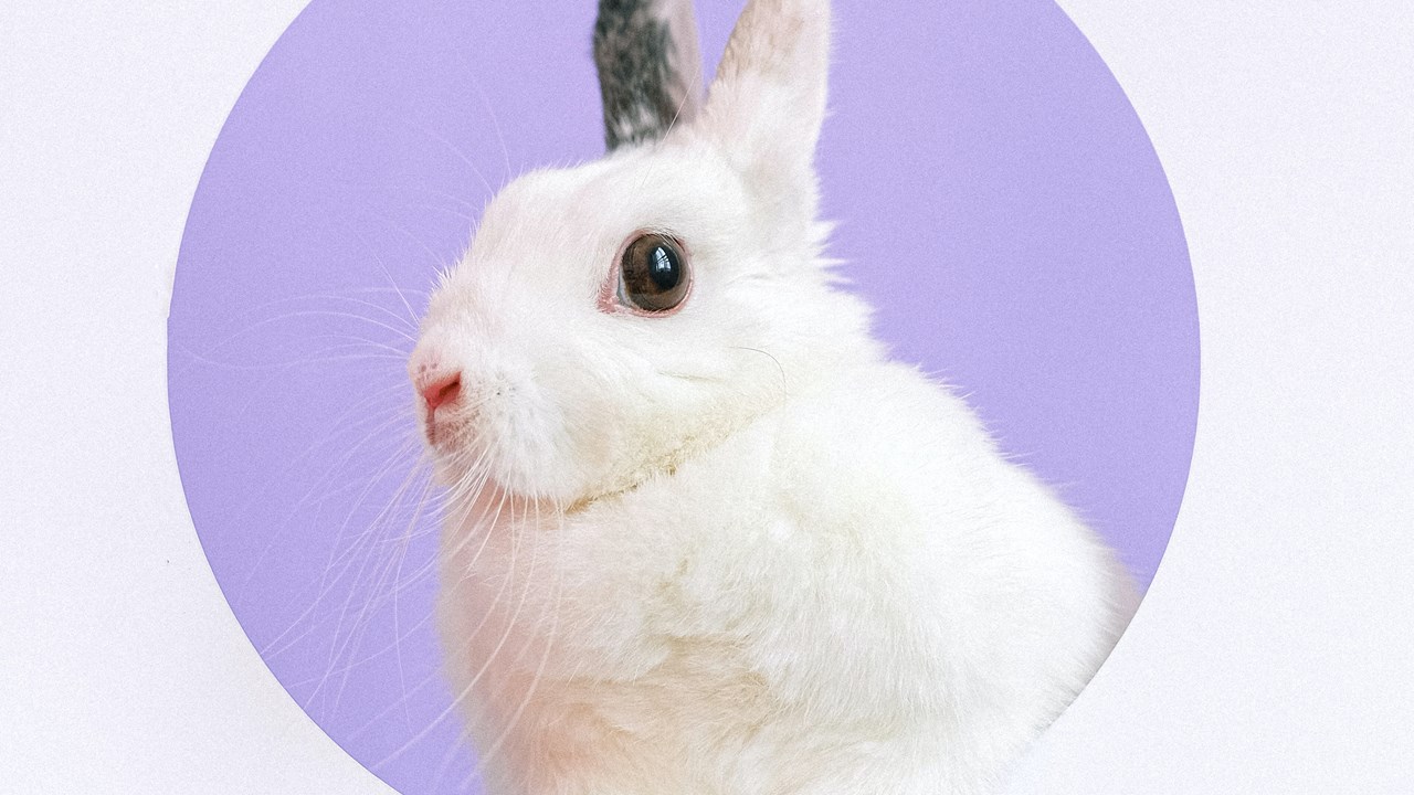 Portrait Of Pet Rabbit
