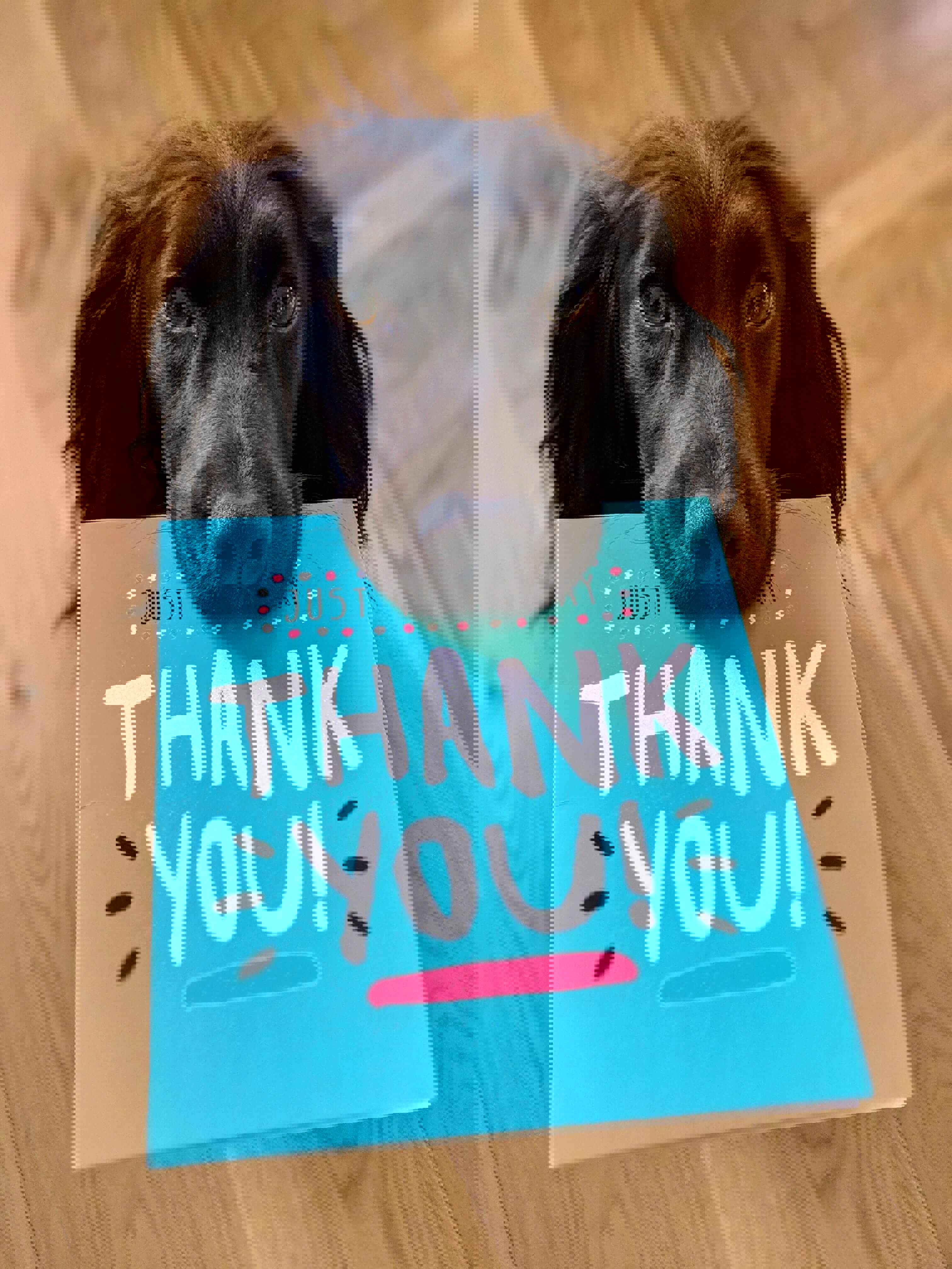 Dog holding a thank you card