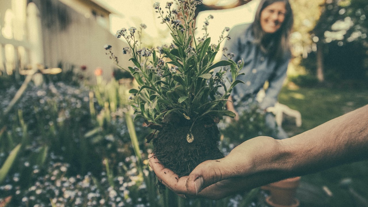 a hand holding a lavender plant