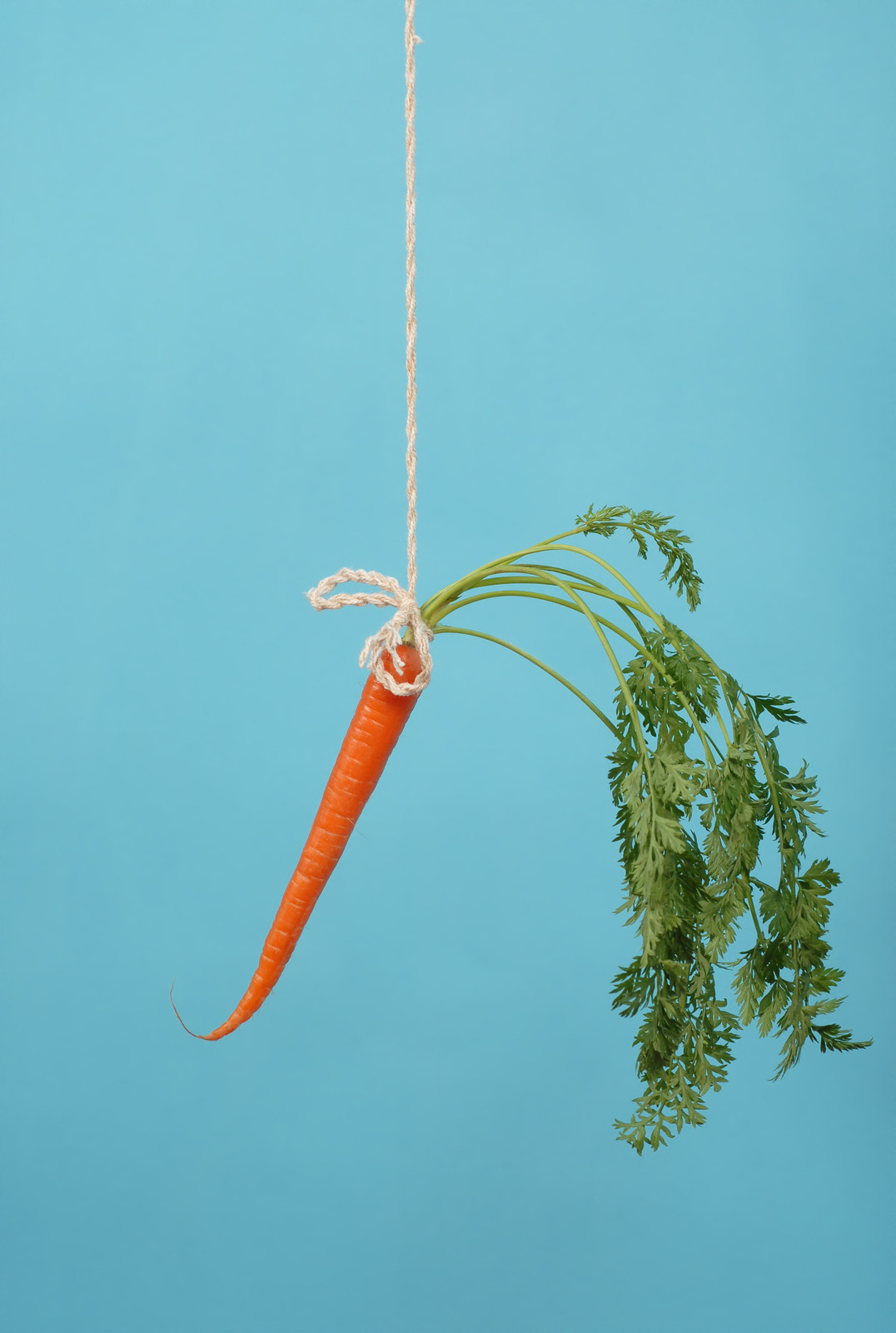 carrot on a stick