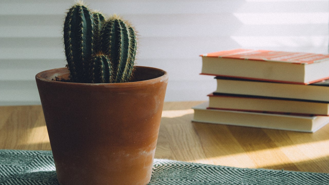 A plant with books